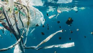 How Many Plastic Bags Are Used Worldwide? and Where Are They Disposed of?